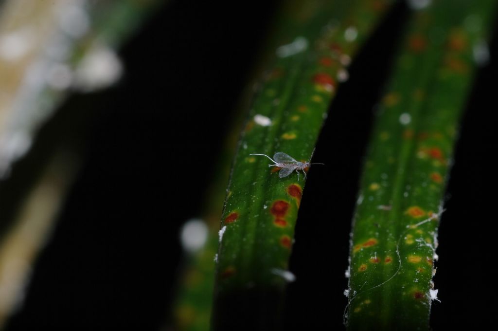 Cocciniglie su Cycas: Pseudococcidae